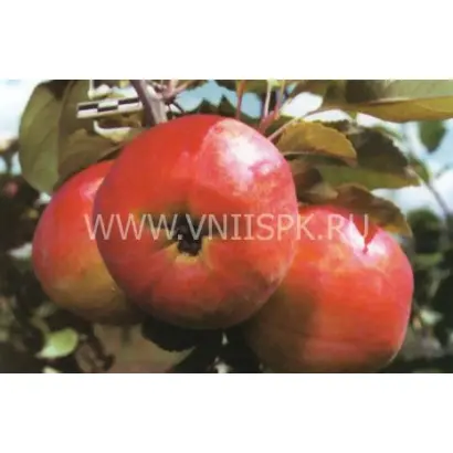 Памяти Хитрово