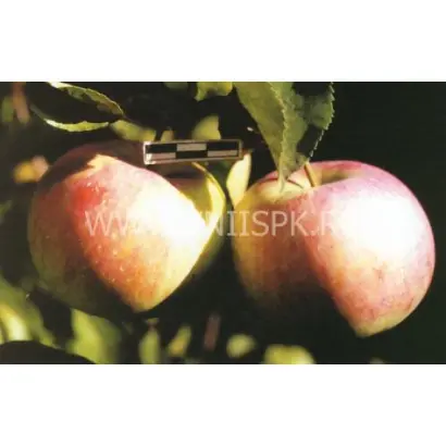 Память воину