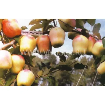 Память есаулу