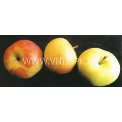 Память Жаворонкова