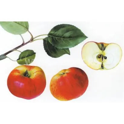 Память Мичурина