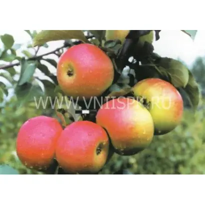 Память Семакину