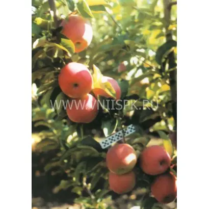 Память Сергееву