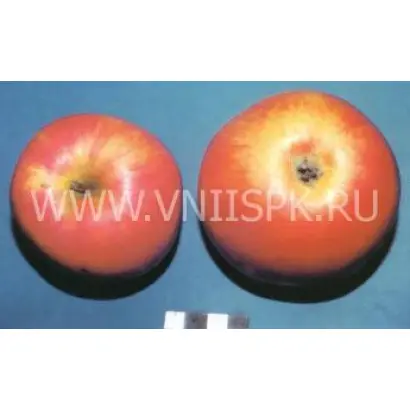 Память Ульянищева