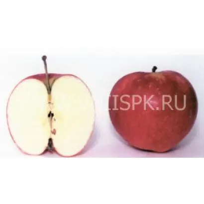 Пепин башкирский