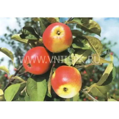 Пепин шафранный