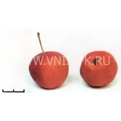 Пепинка алтайская