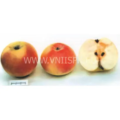 Пепинка литовская (Глогеровка, Пепинка, Сарепка, Пепин литовский)