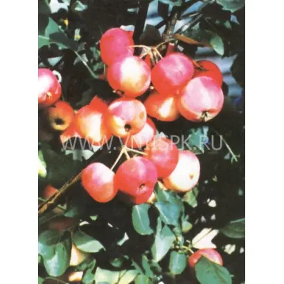 Первенец Бурятии