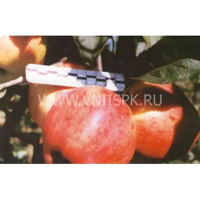 Персиковое