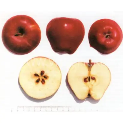 Пламя Эльбруса