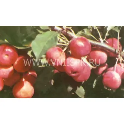 Подарок БАМу (Розовое)