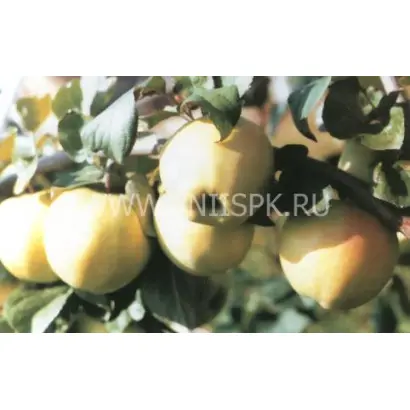 Подснежник