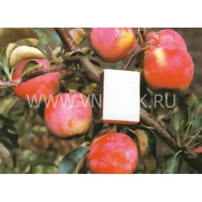 Приземлённое