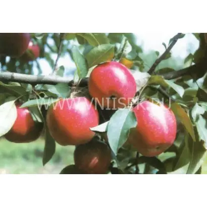 Прикубанское