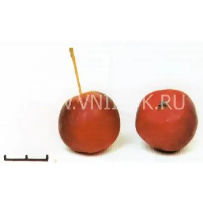 Ранетка Ермолаева