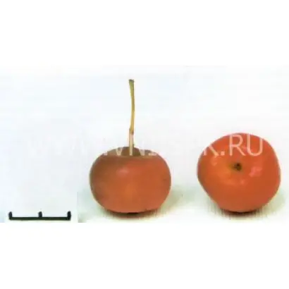 Ранетка пурпуровая