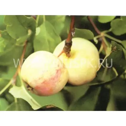 Раннее Болоняева