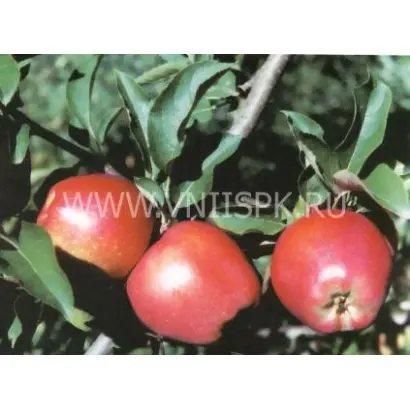 Ред Делишес