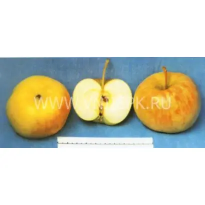 Ренет Громова