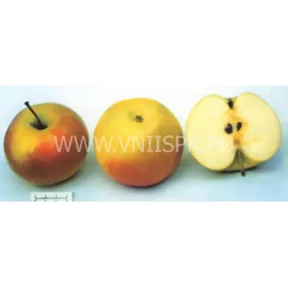 Ренет золотой курский (Зимний золотой ренет, Золотаревка, Ренет золоторевский, Рогулевка)