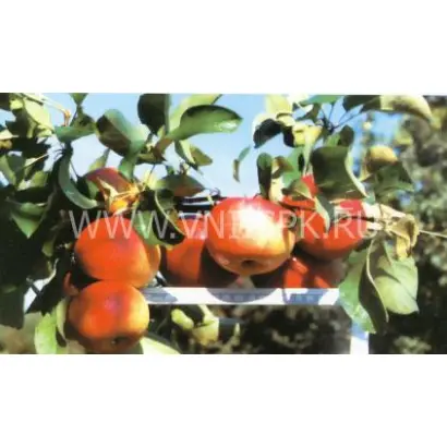 Ренет кабардинский