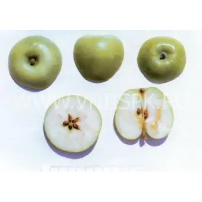 Ренет кавказский