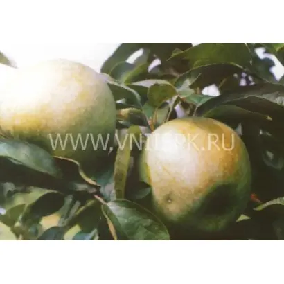 Ренет кубанский