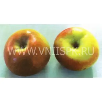 Ренет окрашенный