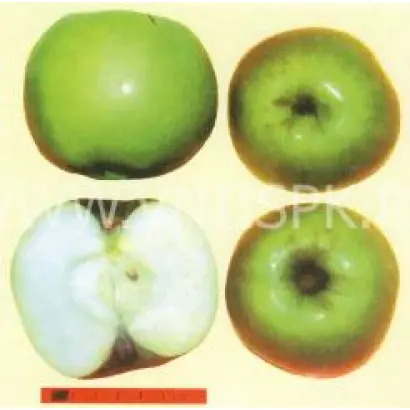 Ренет сочинский