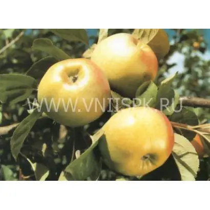 Ренет Черненко (Ренет Кичунова)