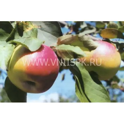 Рождественское