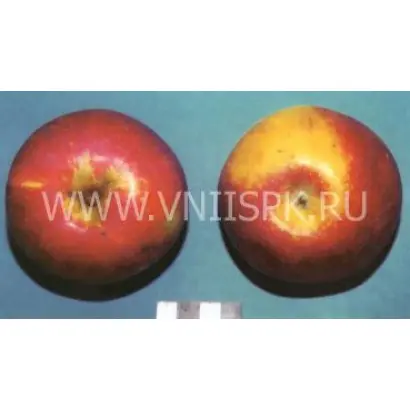 Россошанское багряное