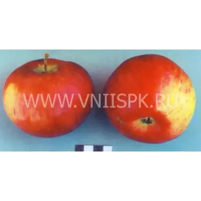 Россошанское полосатое