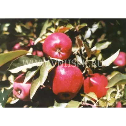 Рояль Ред Делишес