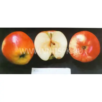 Ртищевская красавица