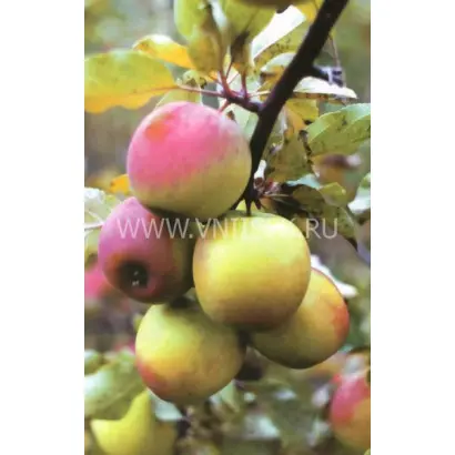 Северный синап