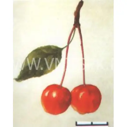 Сеянец Пудовщины