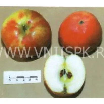 Сеянец Титовки