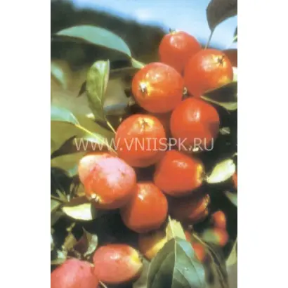 Сибирский сувенир