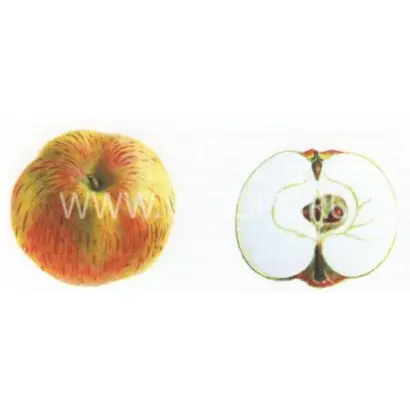 Скрыжапель