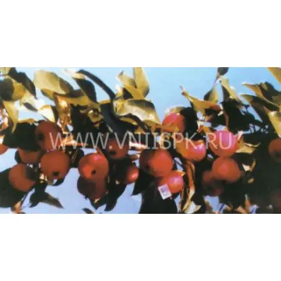 Слава Бурятии (Байкал, Байкал изобильный)