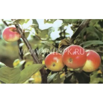 Слава Приморья