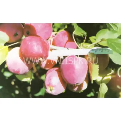 Смугляночка