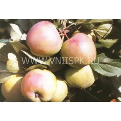 Соколовское