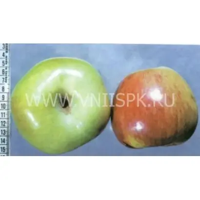 Сочинский великан