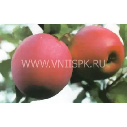 Строевское