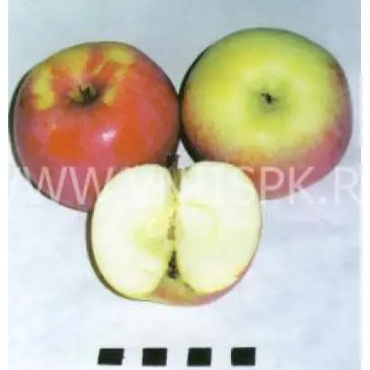 Студенческое