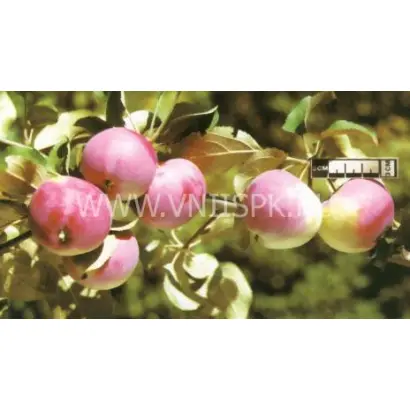 Сувенир Алтая