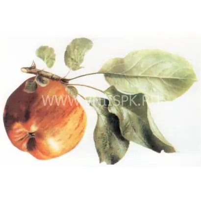 Титовка (Титовка расписная)